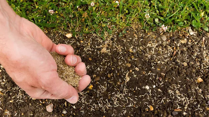 when to plant grass seed in nc