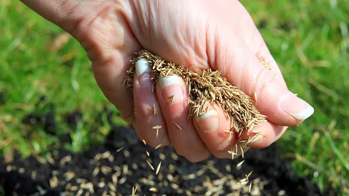 when to plant grass seed in north carolina