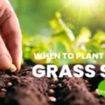 When to Plant Grass Seed in North Carolina for a Lush Lawn