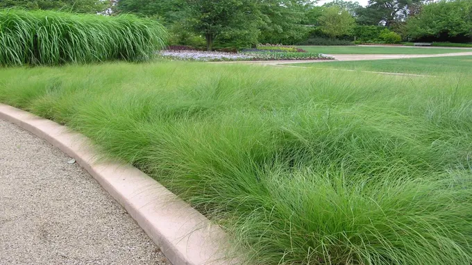 when to plant grass seed in ny