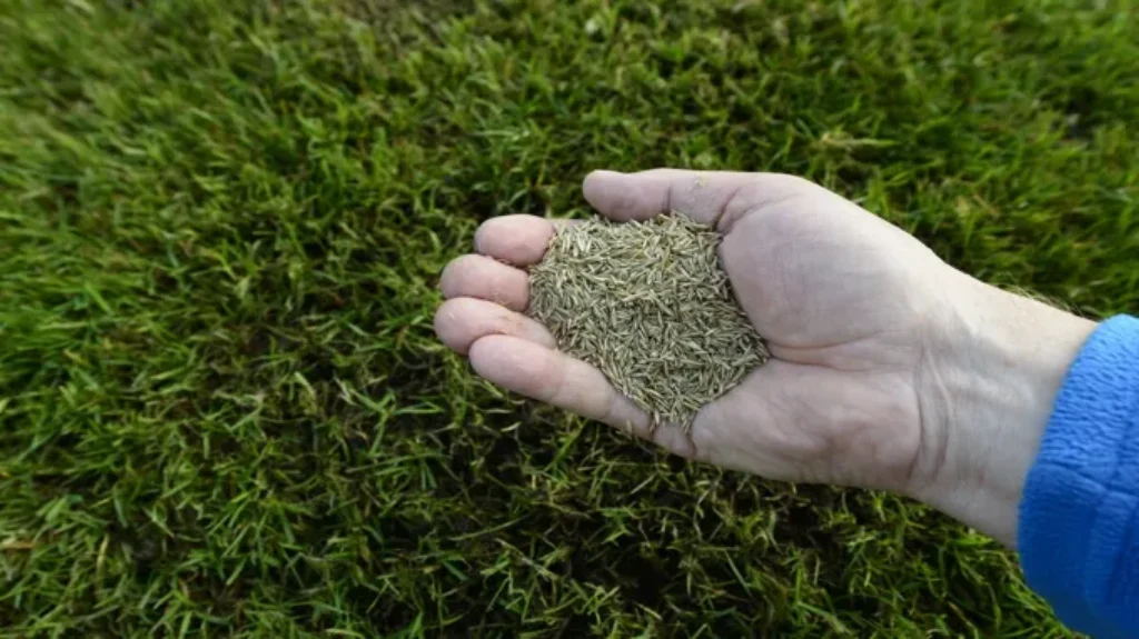 When to Plant Grass Seed in NY for a Lush Lawn: A Seasonal Guide