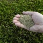 When to Plant Grass Seed in NY for a Lush Lawn: A Seasonal Guide