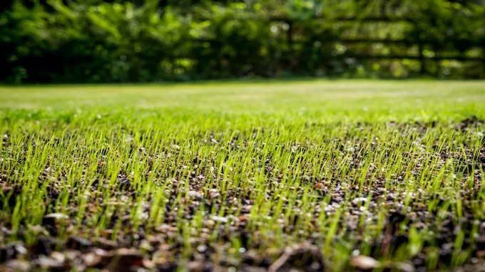 when to plant grass seed in tennessee