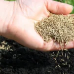 When to Plant Grass Seed in TN: Best Time and Tips for Successful Growth