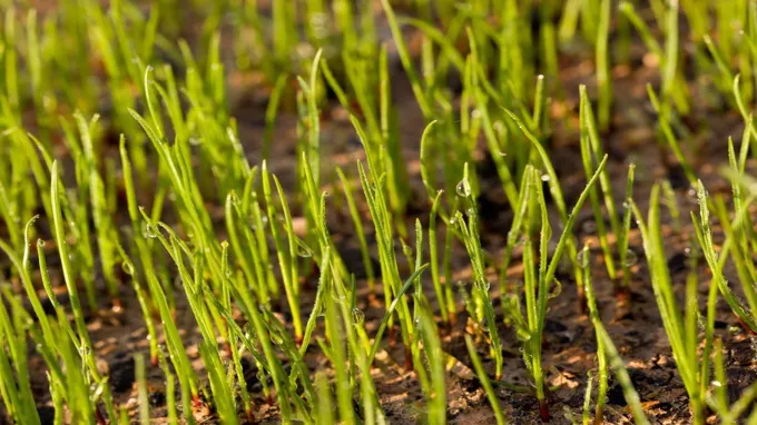 when to plant grass seed in virginia