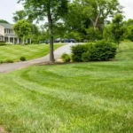 When to Plant Grass Seed in Virginia for a Lush and Healthy Lawn