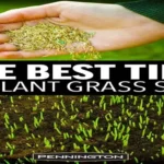 When to Plant Grass Seed in Indiana: Best Timing and Tips for Success