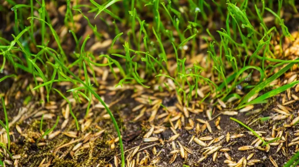 When to Plant Grass Seed Kansas City: Best Time and Tips for a Lush Lawn