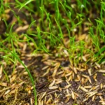 When to Plant Grass Seed Kansas City: Best Time and Tips for a Lush Lawn