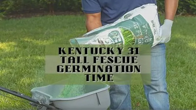 when to plant kentucky 31