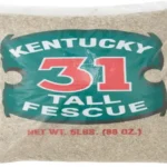 When to Plant Kentucky 31: Best Timing and Tips for Successful Growth