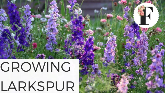 when to plant larkspur seeds in zone 7