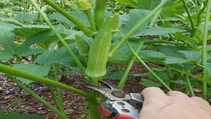 when to plant okra in louisiana