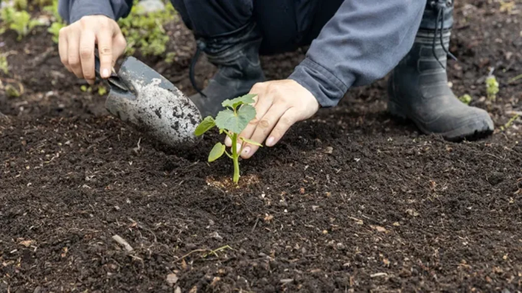 When to Plant Okra in Louisiana: A Guide for Growing Success