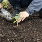 When to Plant Okra in Louisiana: A Guide for Growing Success