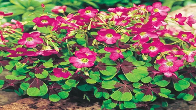 when to plant oxalis bulbs