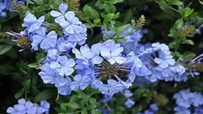 when to plant plumbago in texas