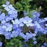 When to Plant Plumbago in Texas: A Guide for Gardeners