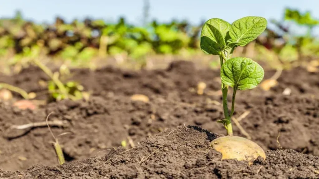 When to Plant Potatoes Georgia: Best Timing and Tips for Successful Growth