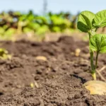 When to Plant Potatoes Georgia: Best Timing and Tips for Successful Growth