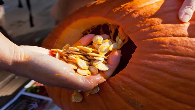 when to plant pumpkin seeds in california