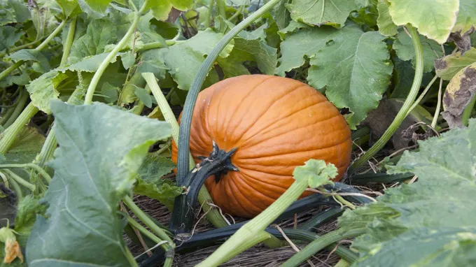 when to plant pumpkins for halloween in california