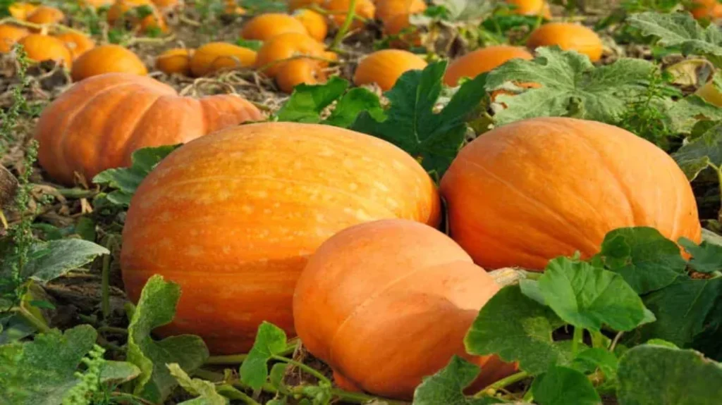 When to Plant Pumpkins for Halloween in California: Best Timing Guide