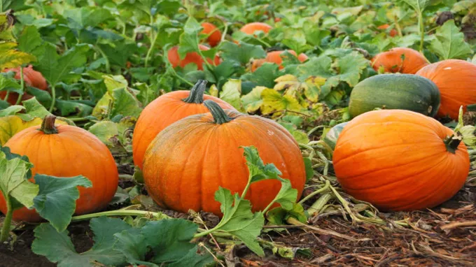 when to plant pumpkins in ct