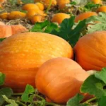 When to Plant Pumpkins in CT for a Successful Harvest