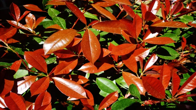 when to plant red tip photinia in texas