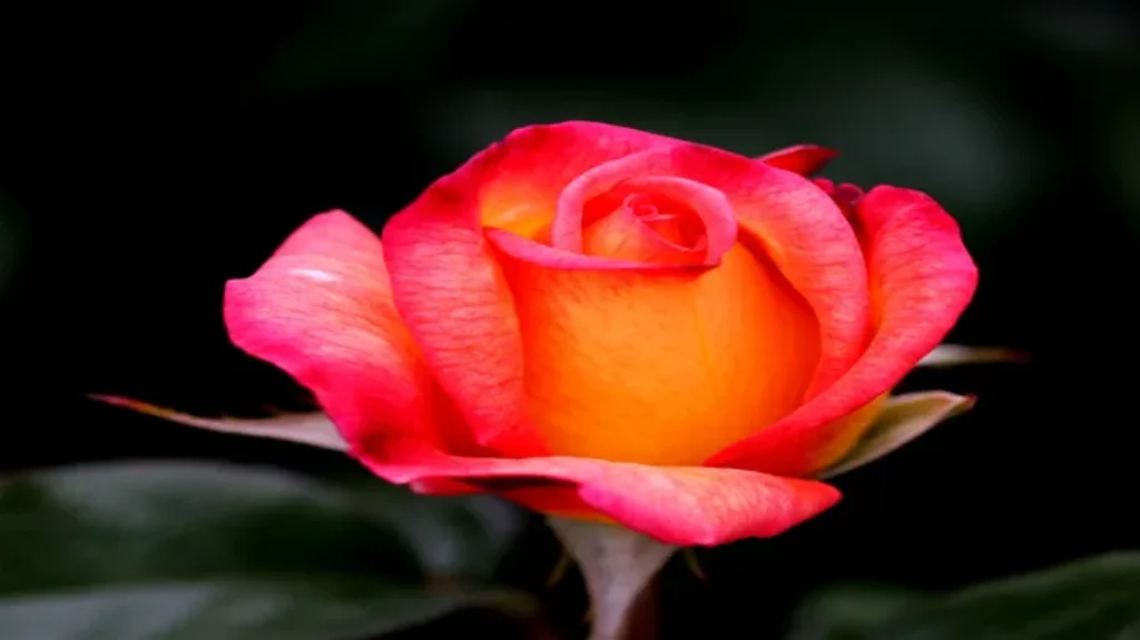 When to Plant Rose Bushes in Texas: Best Timing and Tips for Gardening Success