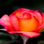 When to Plant Rose Bushes in Texas: Best Timing and Tips for Gardening Success