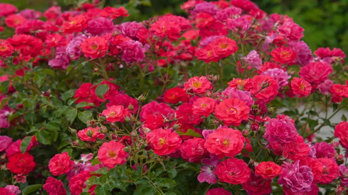 when to plant roses in georgia