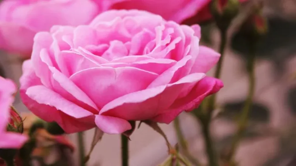 When to Plant Roses in Georgia: A Guide to Successful Planting