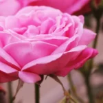 When to Plant Roses in Georgia: A Guide to Successful Planting