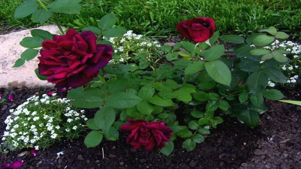 When to Plant Roses in Oklahoma for a Beautiful Garden Blooms