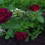 When to Plant Roses in Oklahoma for a Beautiful Garden Blooms