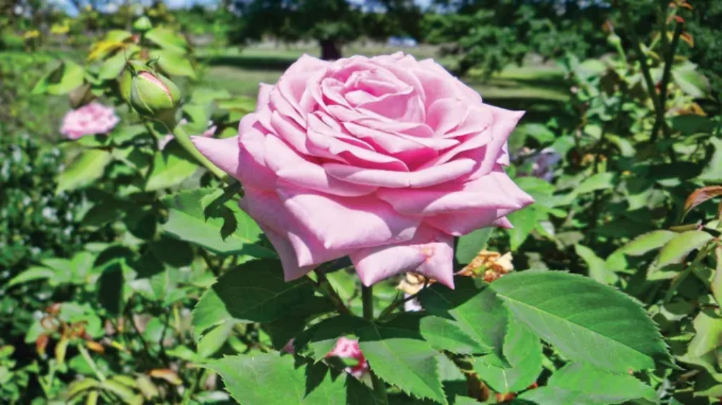 When to Plant Roses in Tennessee: Best Timing and Tips for Success