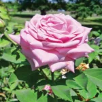 When to Plant Roses in Tennessee: Best Timing and Tips for Success