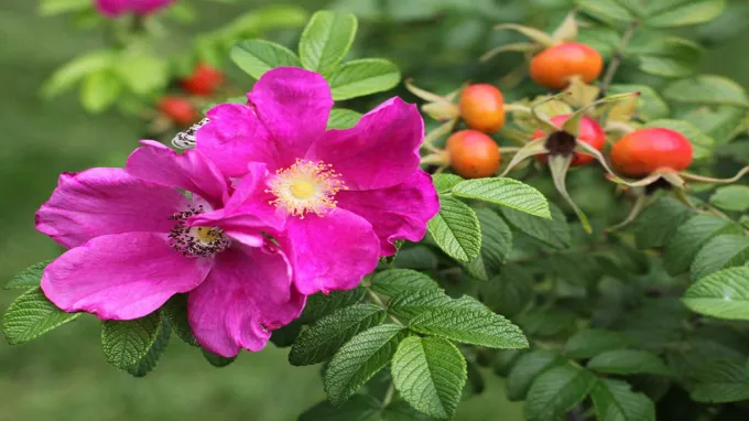 when to plant roses in tennessee