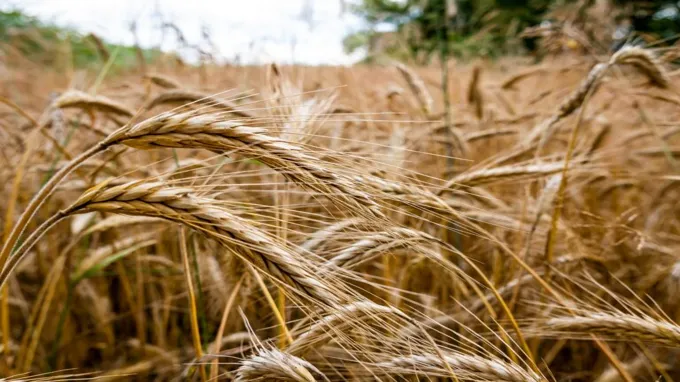 when to plant rye grass in nc