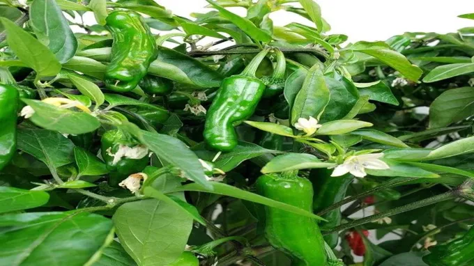 when to plant shishito peppers