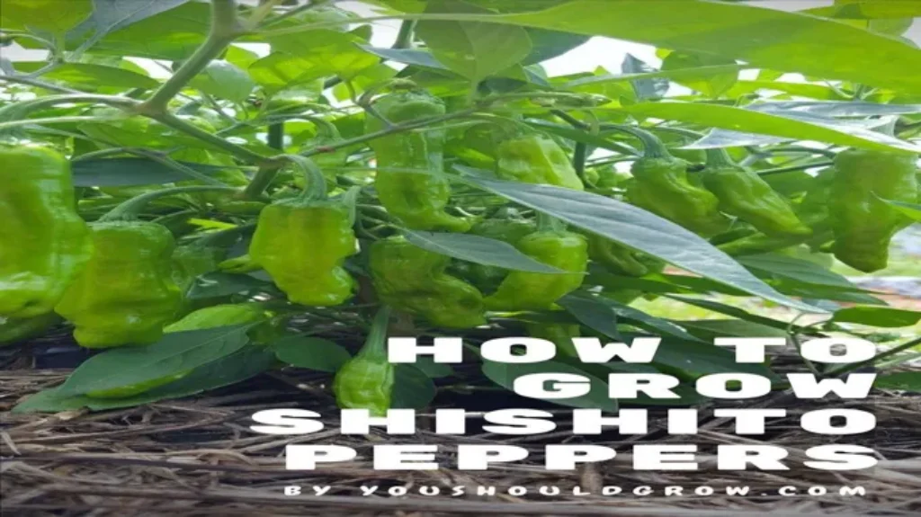 When to Plant Shishito Peppers for a Bountiful Harvest