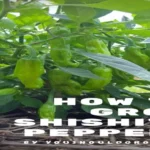 When to Plant Shishito Peppers for a Bountiful Harvest