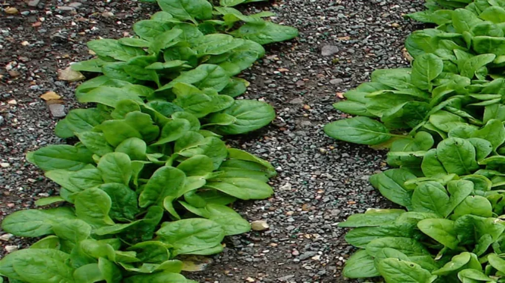 When to Plant Spinach in Louisiana for a Healthy Harvest