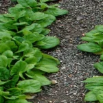 When to Plant Spinach in Louisiana for a Healthy Harvest