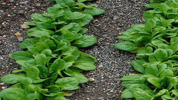 when to plant spinach in louisiana