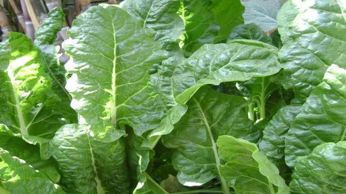 when to plant spinach in tennessee