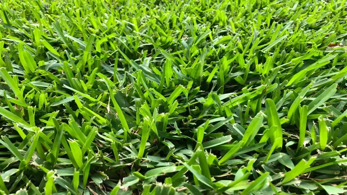 when to plant st augustine grass in texas