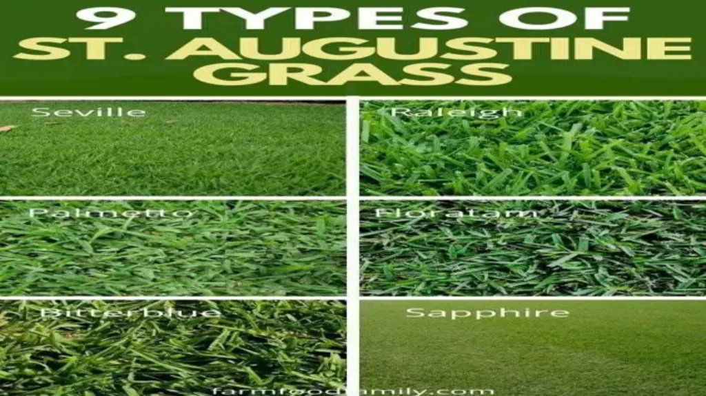 When to Plant St Augustine Grass in Texas: Best Timing and Tips